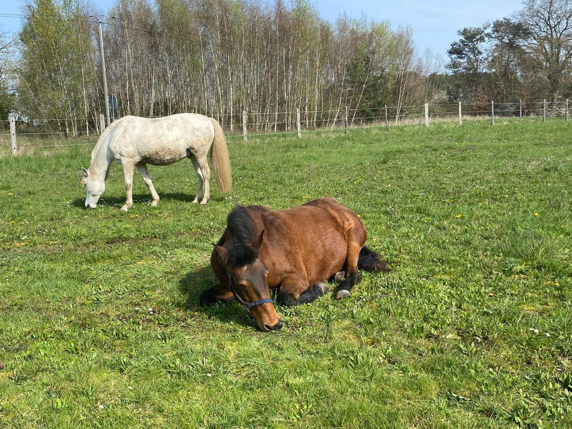 Gite La Cabuche Proche Du Zoo De Beauval Le Controis-en-Sologne Екстериор снимка